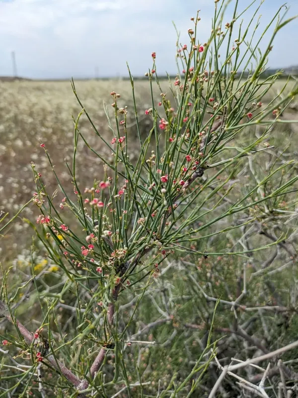 Calligonum polygonoides