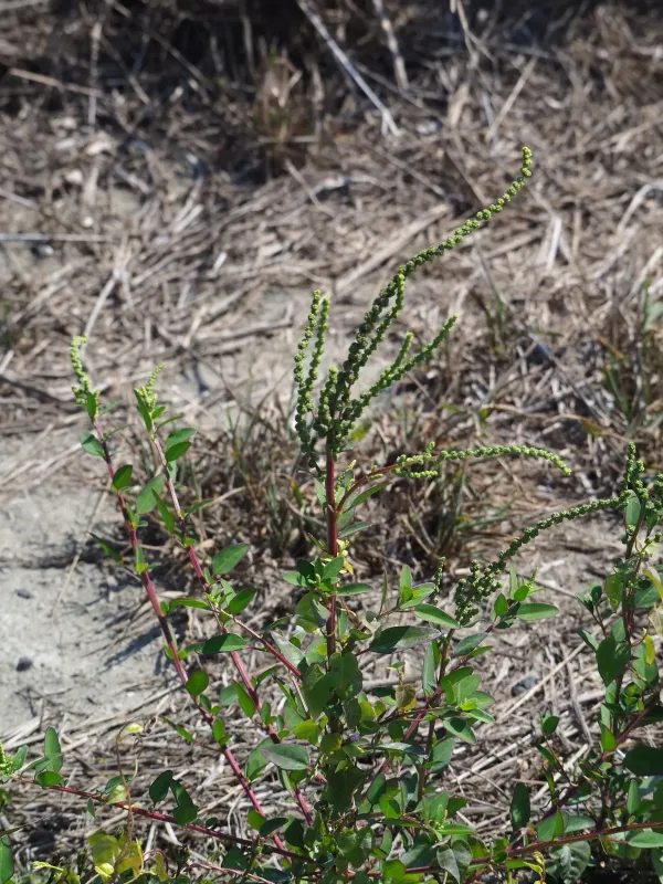 Chenopodium acuminatum