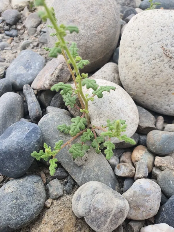 Stinking goosefoot