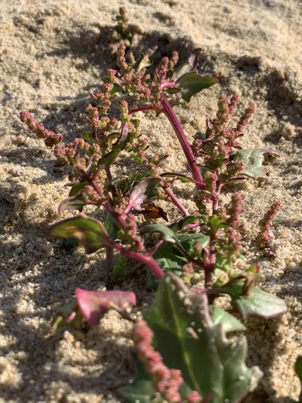 Chenopodioideae