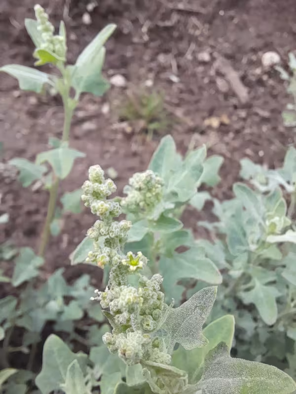 Chenopodium cordobense