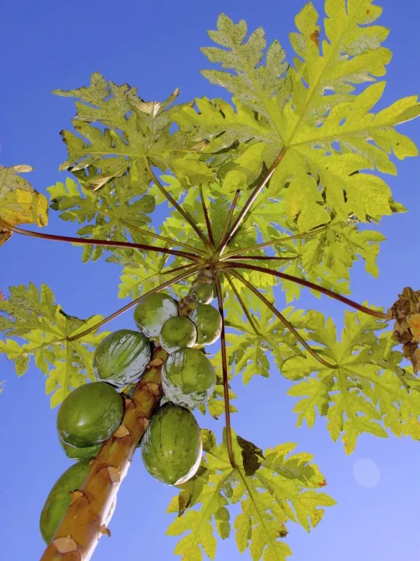 Mountain papaya