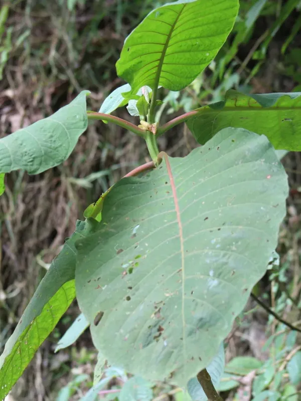 Cinchona