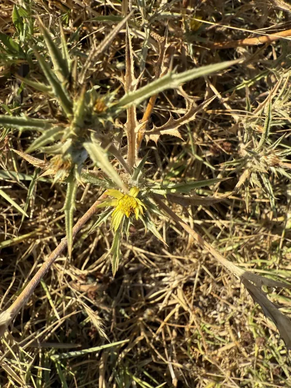 Spiny carline thistle