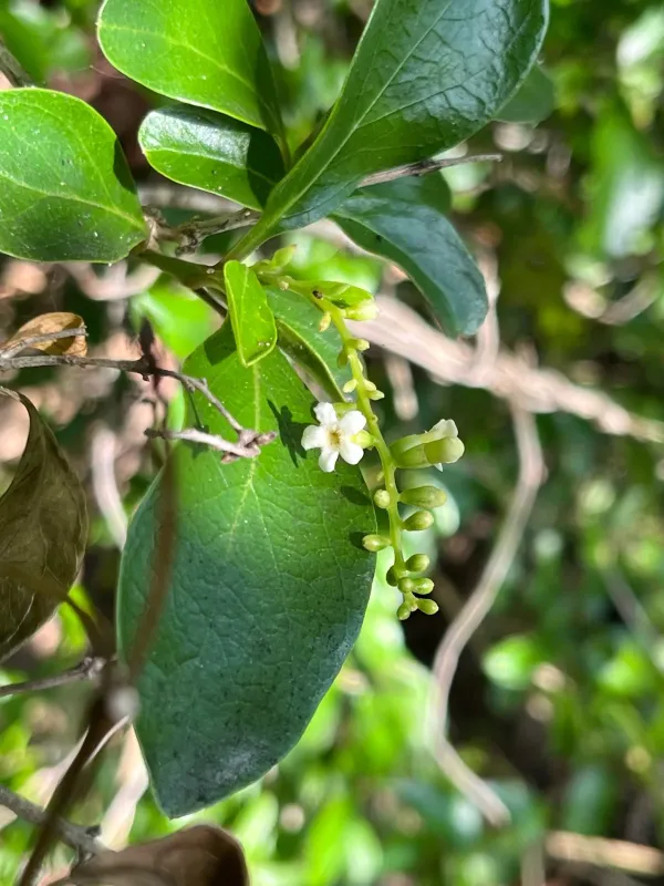 Florida fiddlewood
