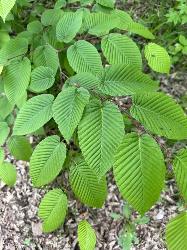 Heart-leaf hornbeam