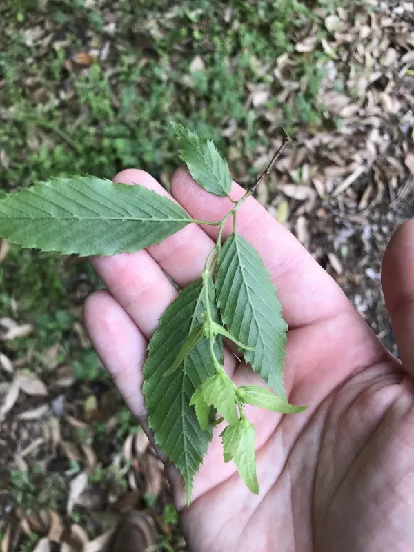 Korean hornbeam
