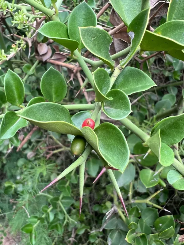 Carissa bispinosa