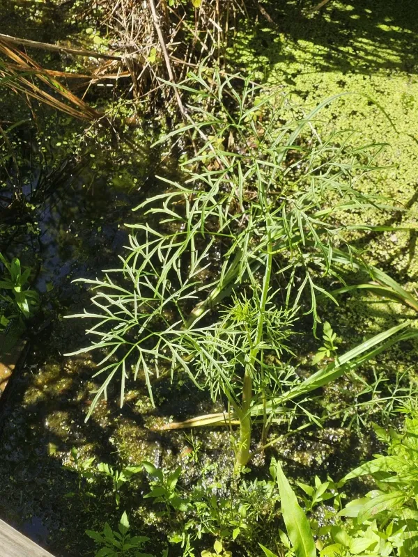 Bulbous water hemlock