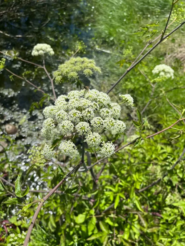 Spotted water hemlock