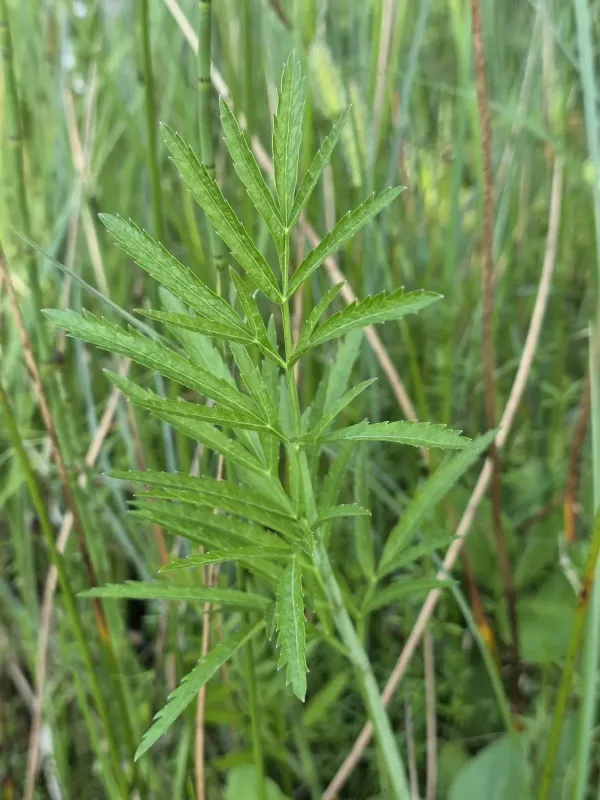 Cowbane
