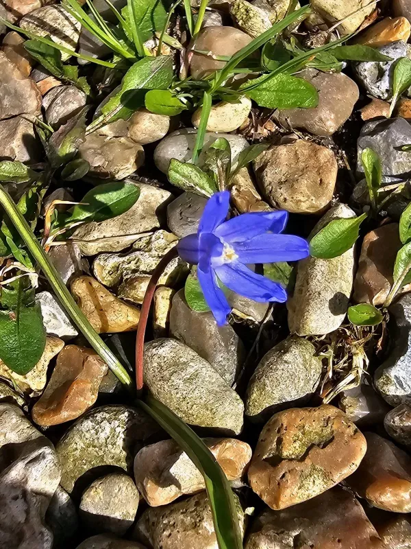 Sardinian squill