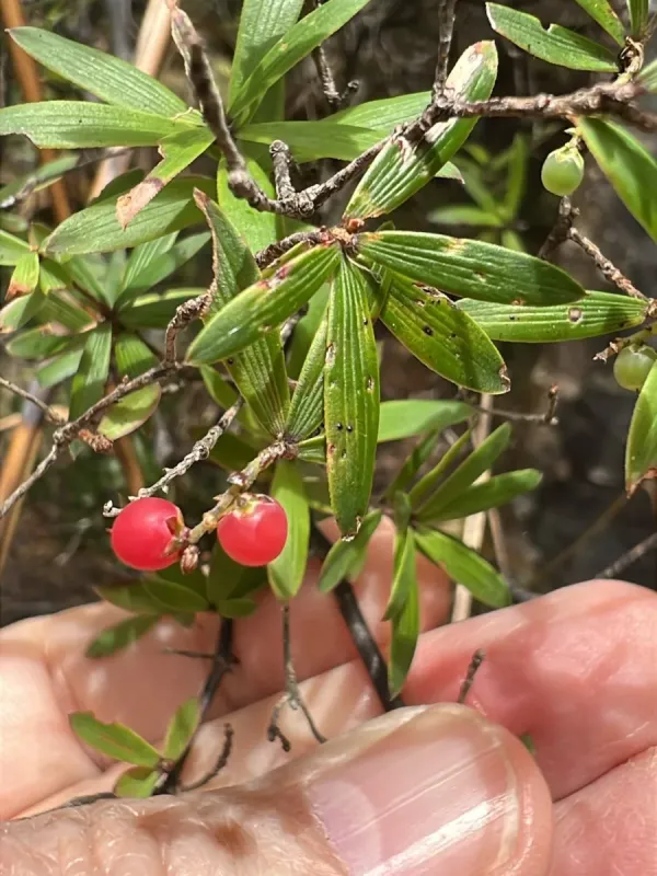 Leucopogon fasciculatus