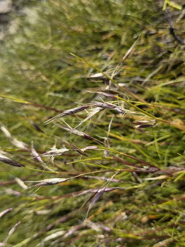 Snow tussock