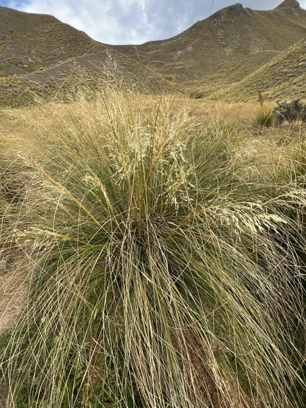Chionochloa rigida