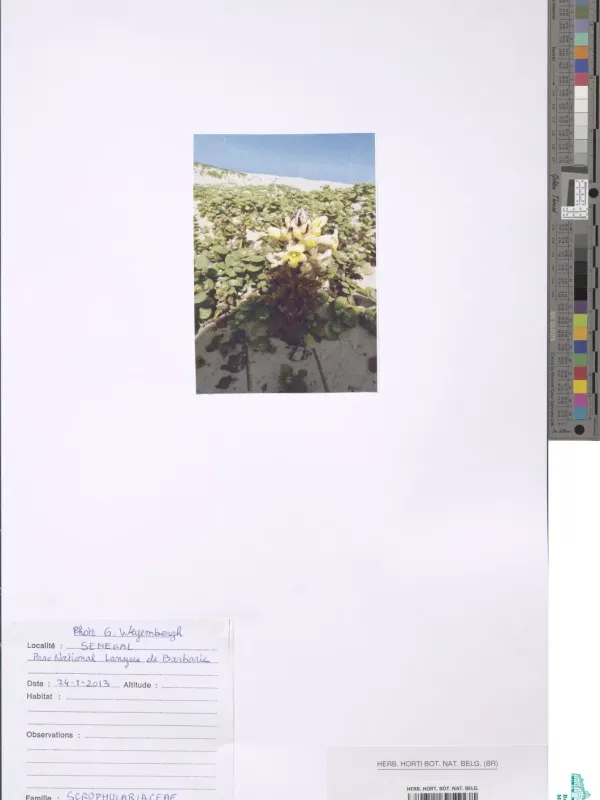 Cistanche tinctoria