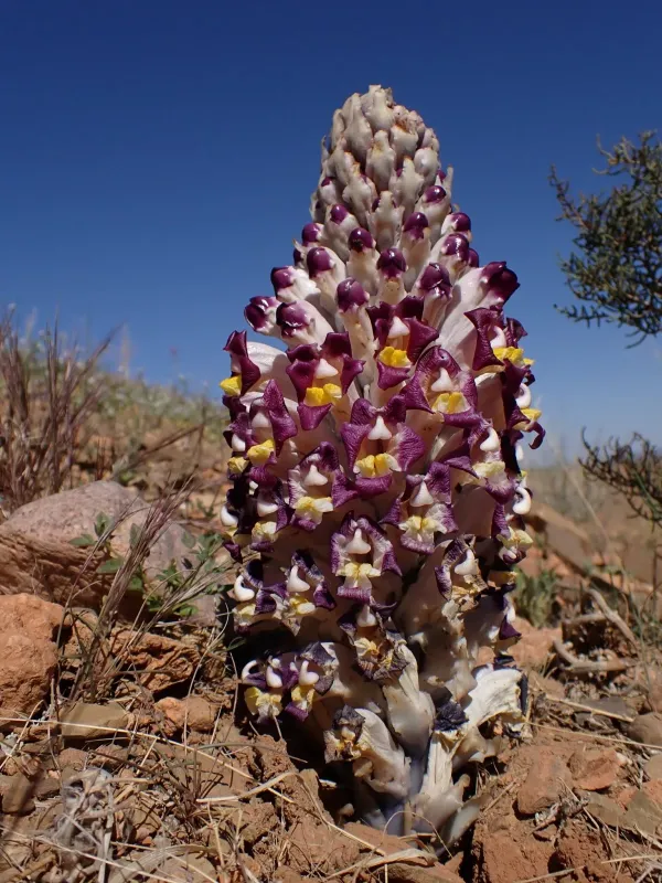 Cistanche violacea