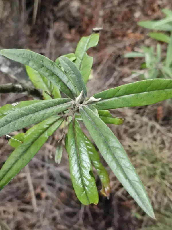 Corokia buddleioides