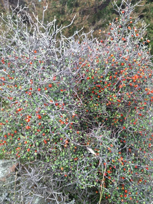 Corokia cotoneaster