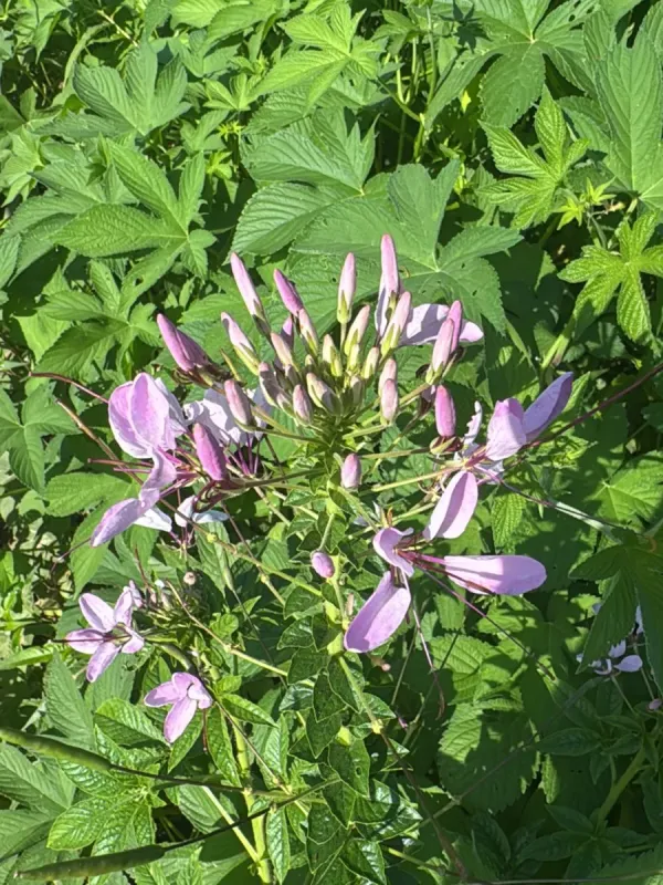 Cleome hassleriana