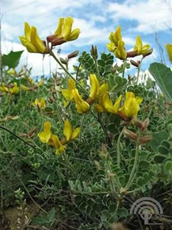 Calophaca grandiflora