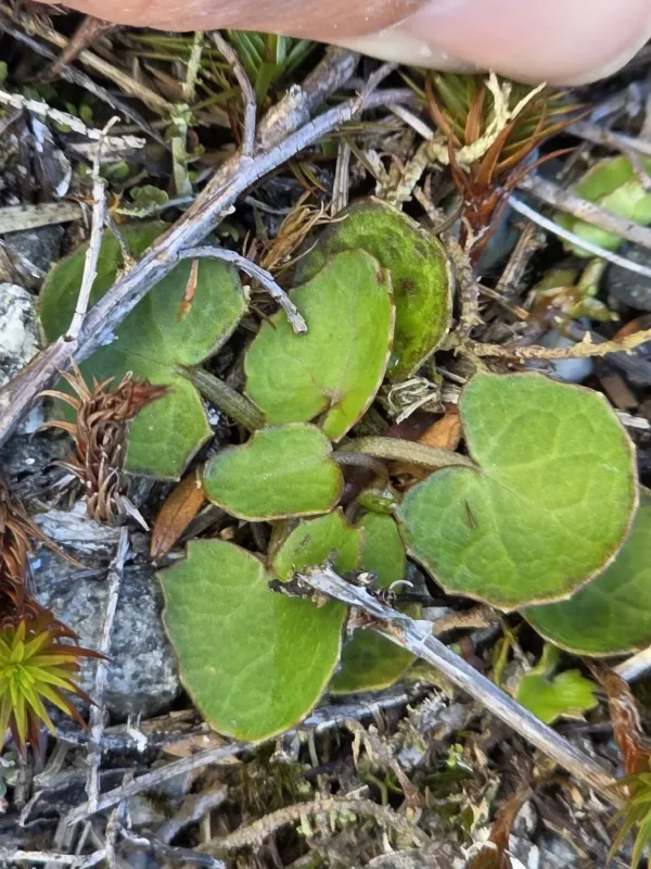 Centella uniflora