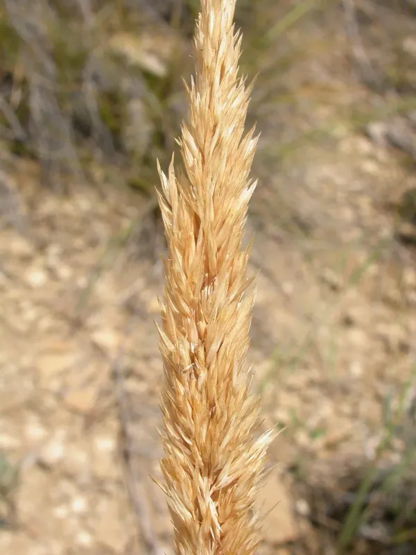 Plains reedgrass