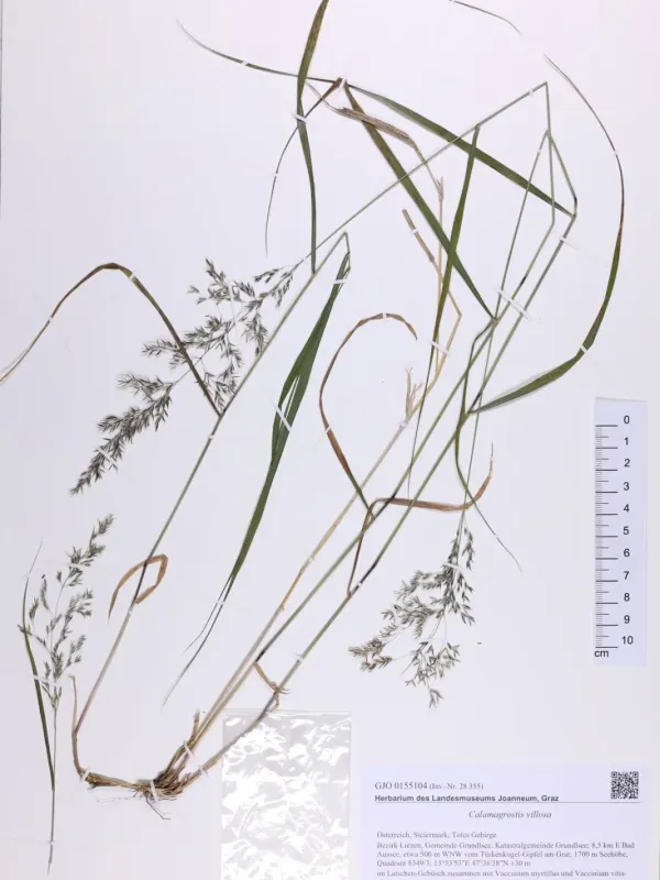 Hairy small-reed