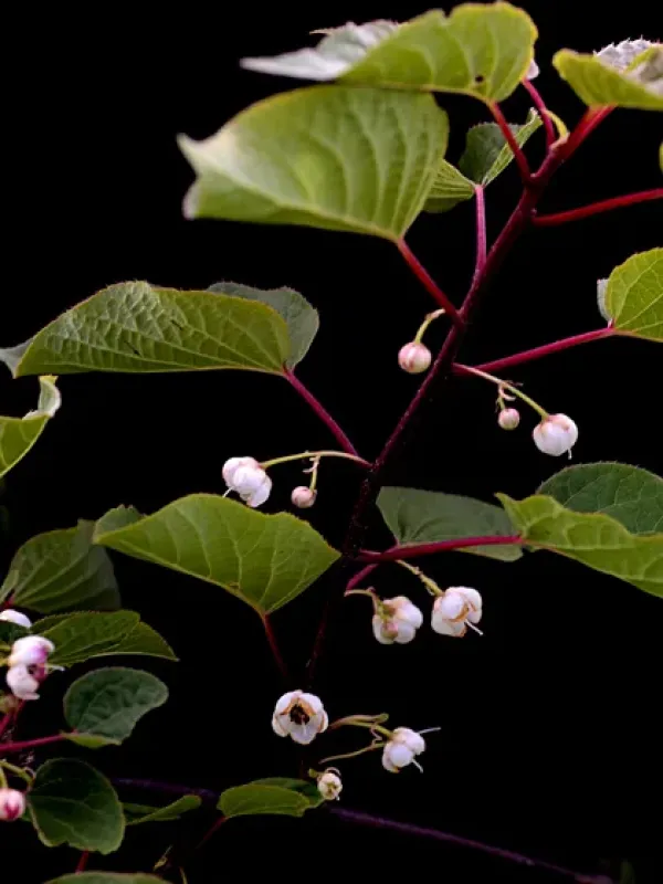 Clematoclethra scandens