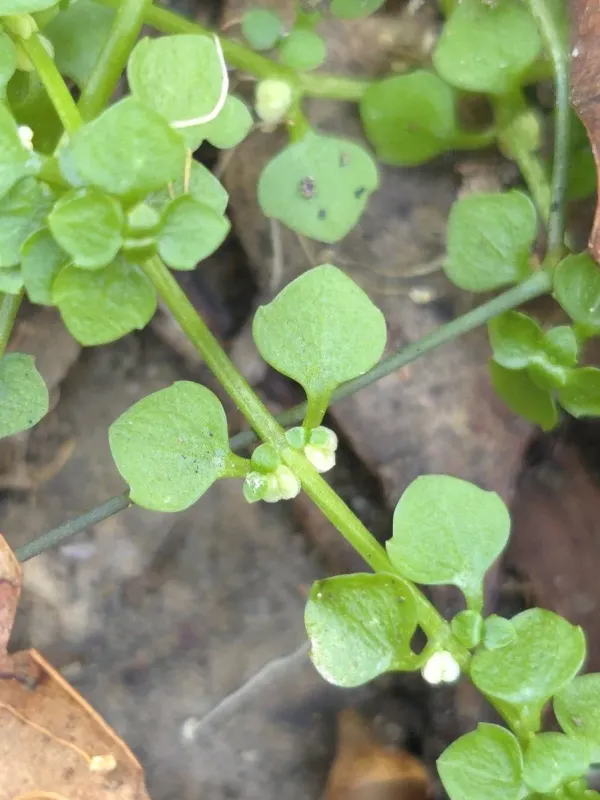 Callitriche muelleri