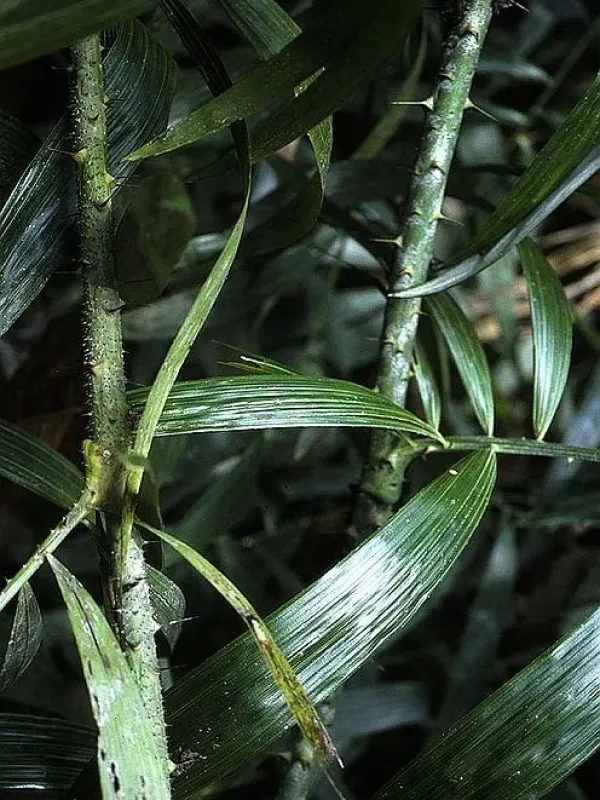 Calamus caesius