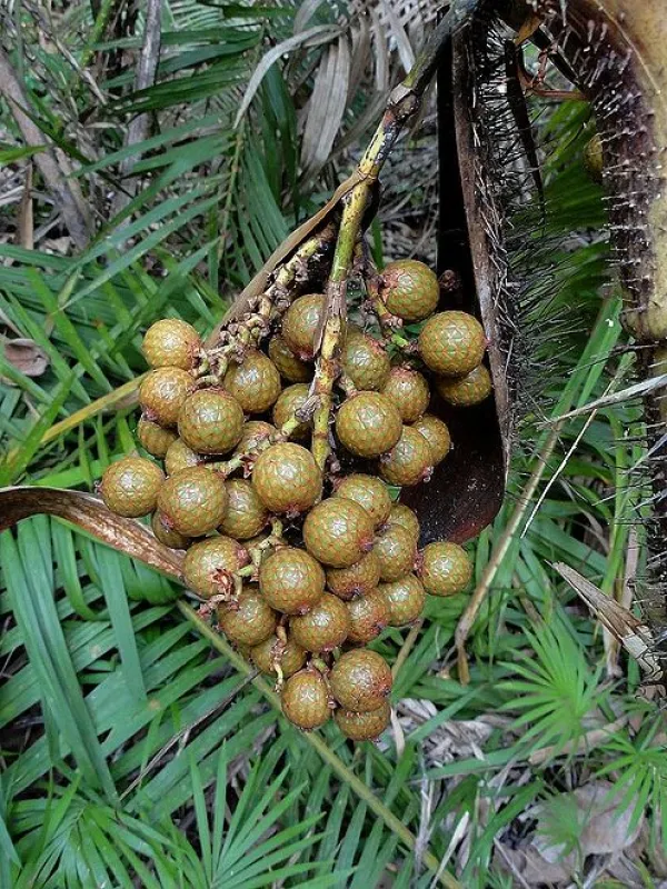 Calamus viminalis