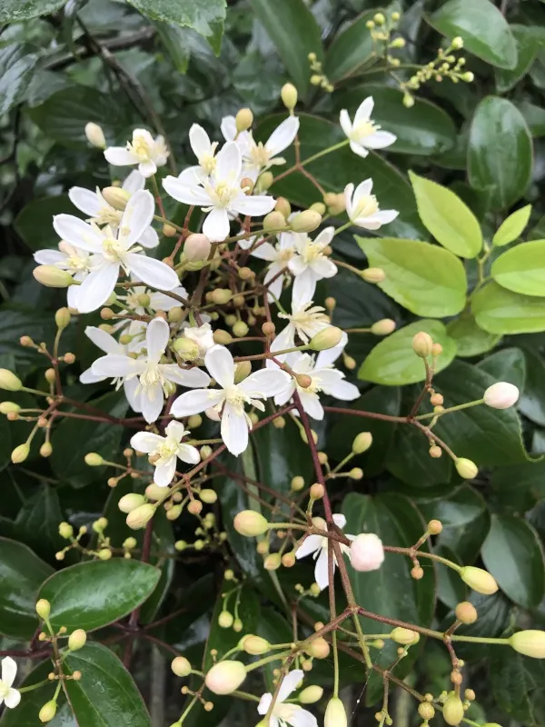 Clematis meyeniana
