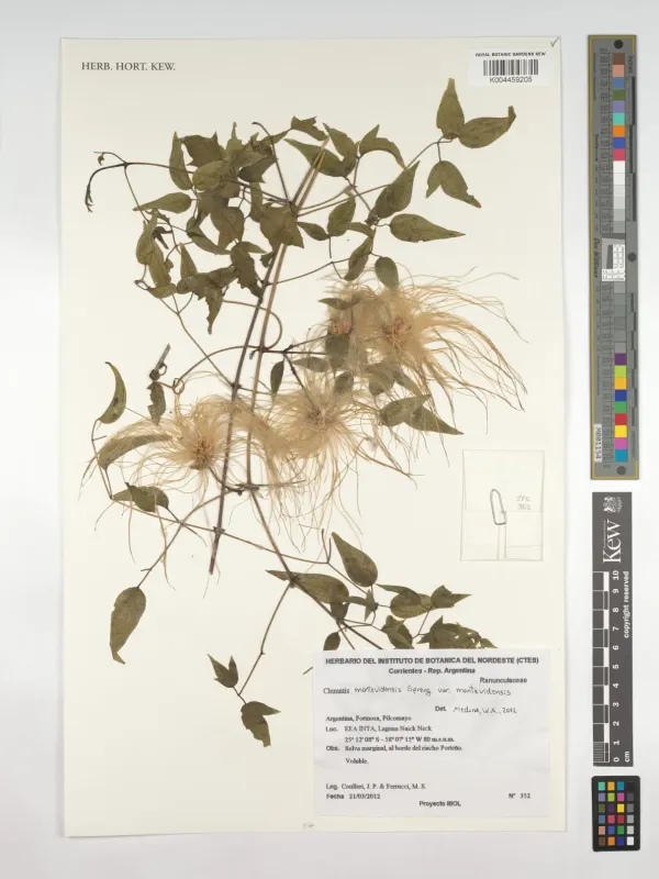 Montevideo clematis