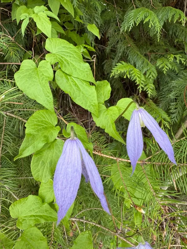 Western Clematis