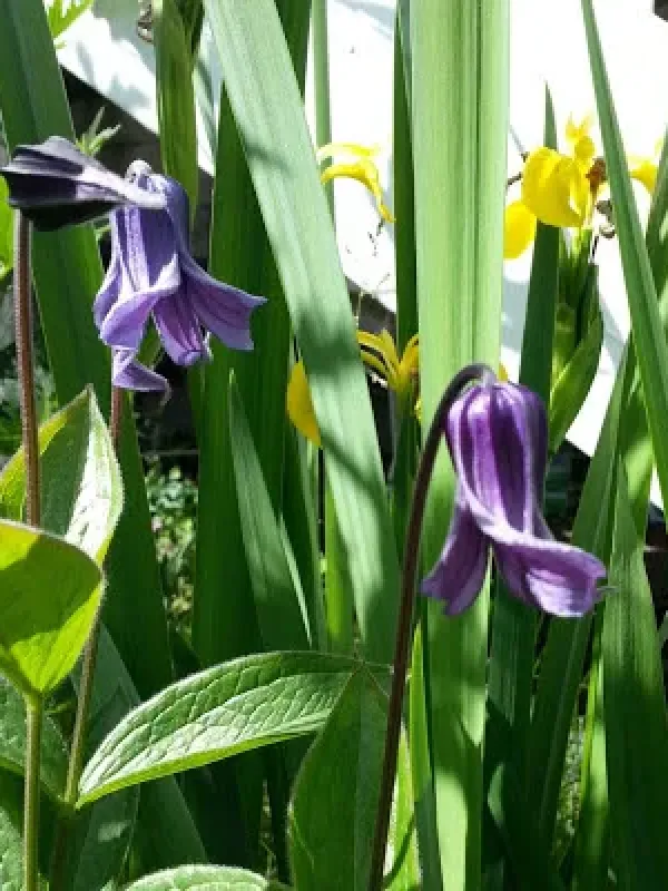 Clematis prattii