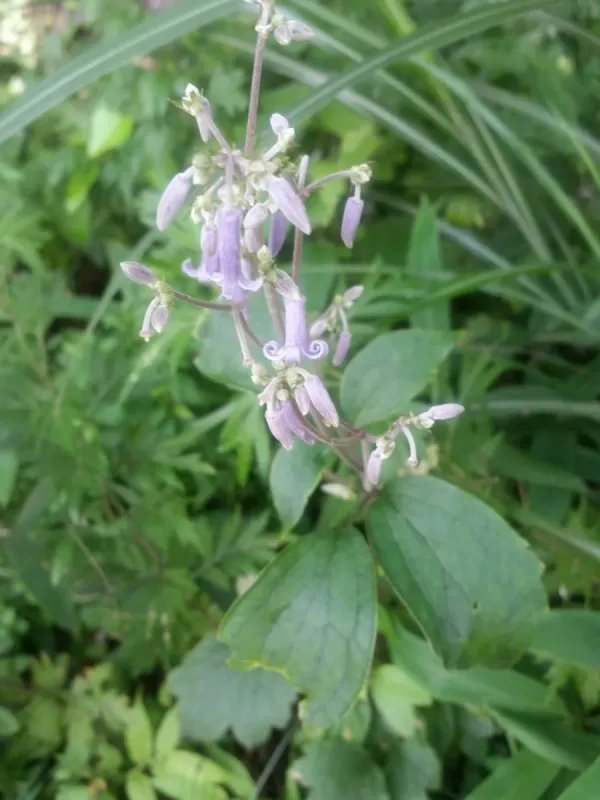 Clematis stans