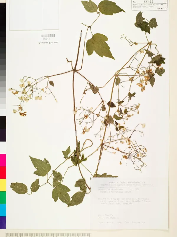 Taiwan clematis
