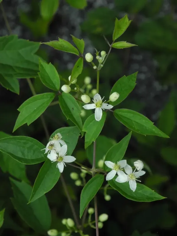 Virgin's bower