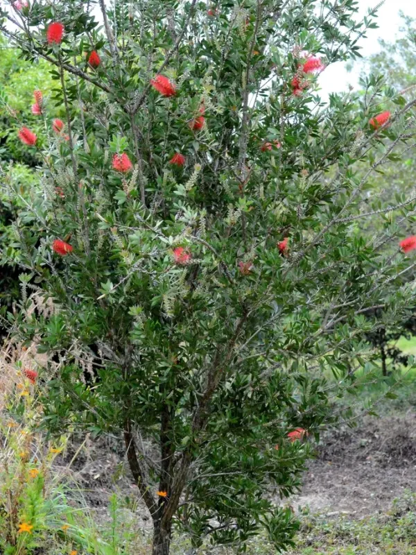 Lemon bottlebrush