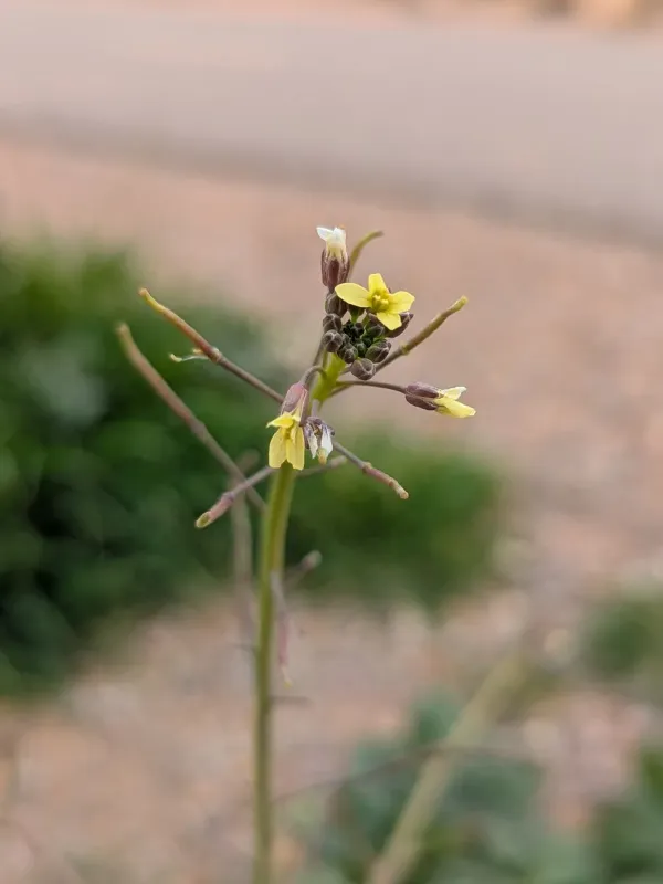 Saharan mustard