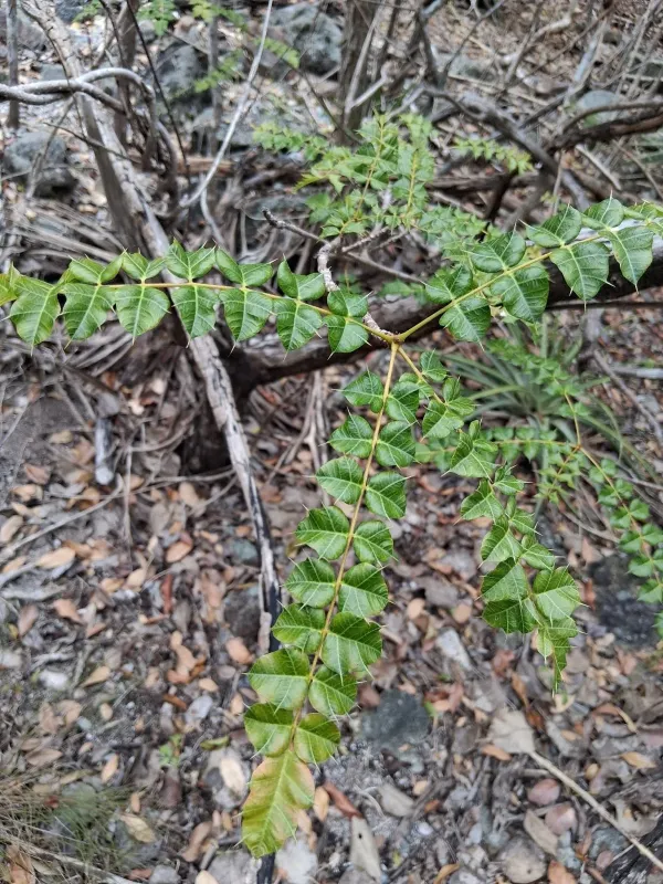 Comocladia dodonaea