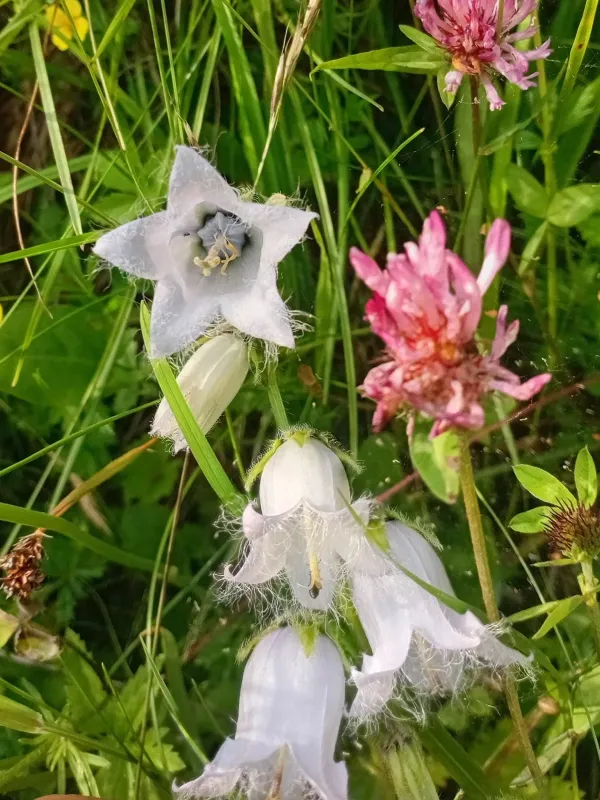 Bearded bellflower