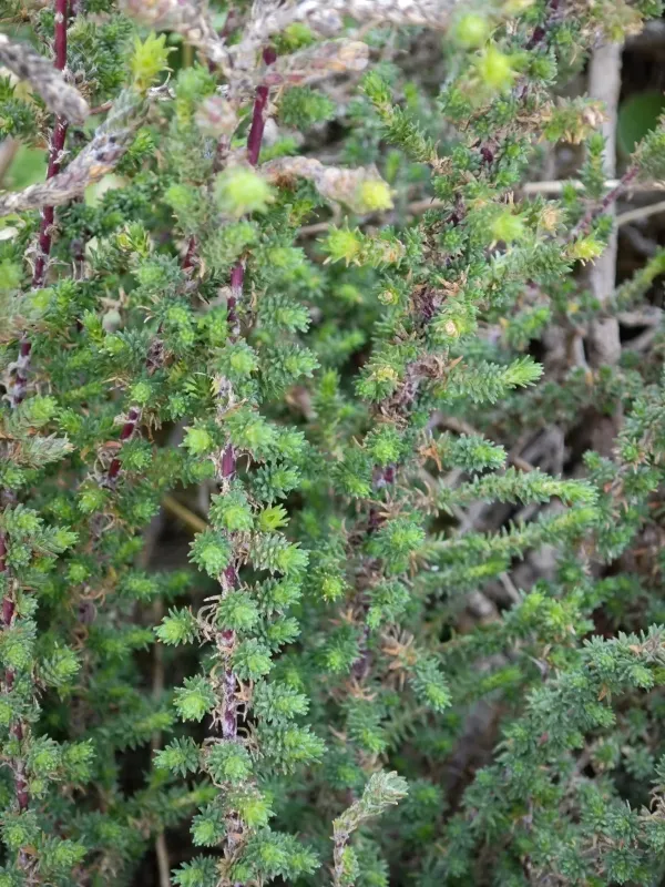 Camphorosma monspeliaca