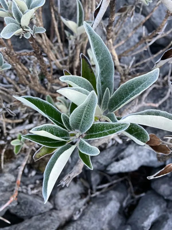 Brachyglottis laxifolia