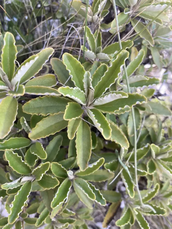 Brachyglottis monroi