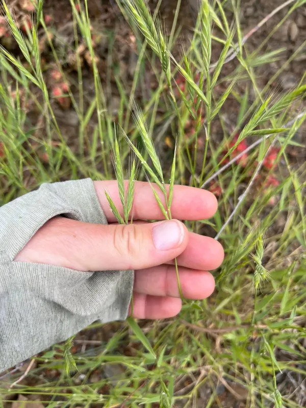 Purple false brome