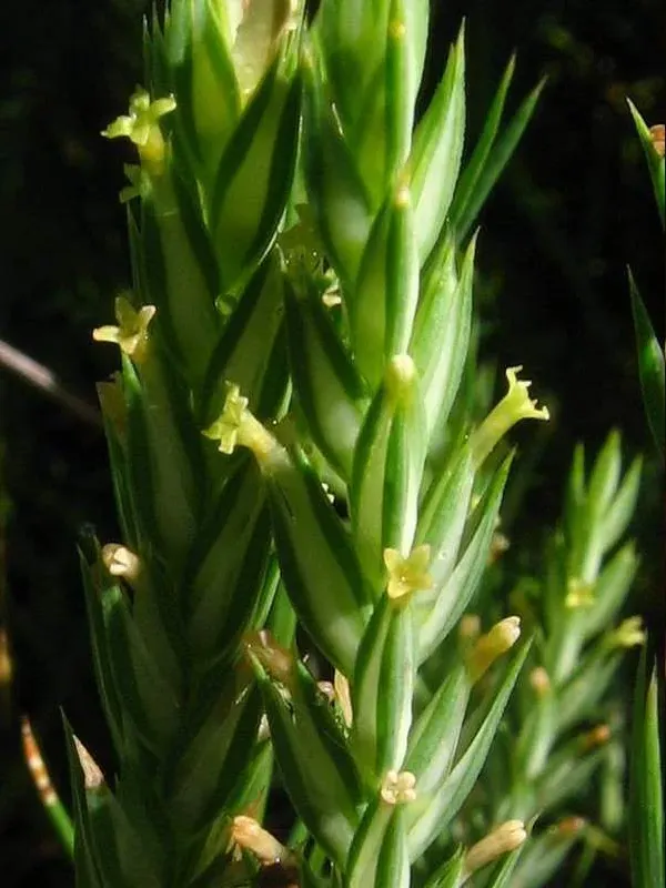 Narrow-leaved crosswort