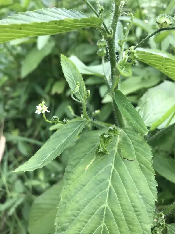 Caperonia palustris
