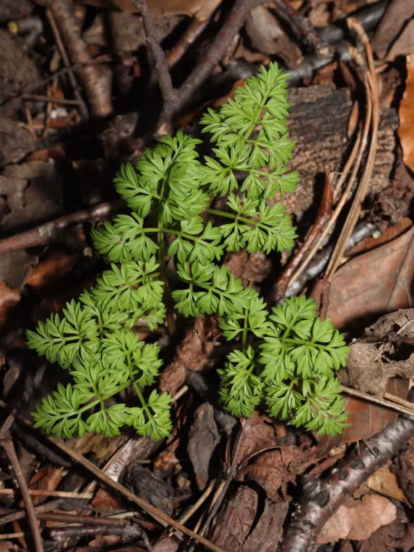 Conopodium majus